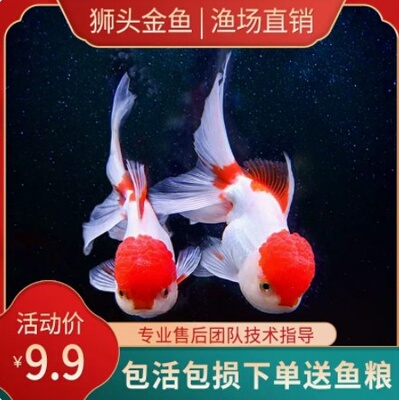 鸿运当头鹤顶红丹顶观赏鱼苗小型金鱼活体淡冷水丹顶额头红帽子鱼