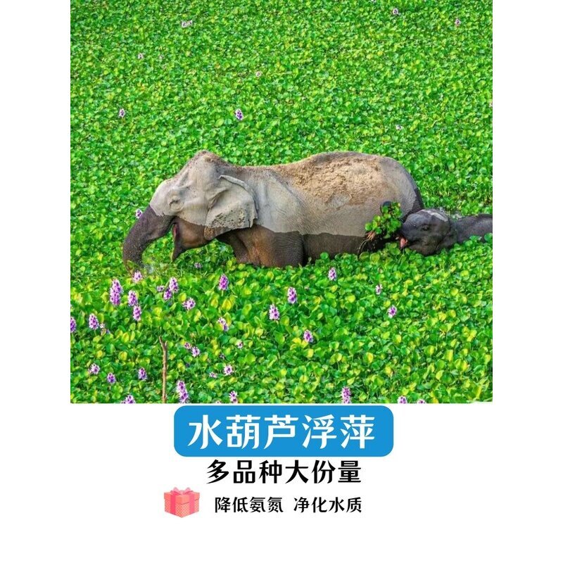水葫芦浮萍水生植物养鱼养龟鱼缸水草