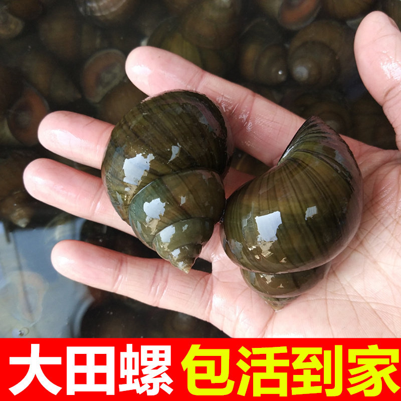 大田螺鲜活新鲜中号田螺鲜活超大活体田螺肉观赏藻大号野生大泥螺