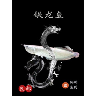 热带观赏鱼银龙鱼活体鱼苗鹦鹉地图淡水大型招财猫鱼套餐七彩黄化