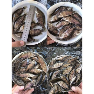 桂花鱼苗鳜鱼苗15公分淡水活体凶猛翘嘴鳜大眼鳜红纹鳜杂交斑桂鱼