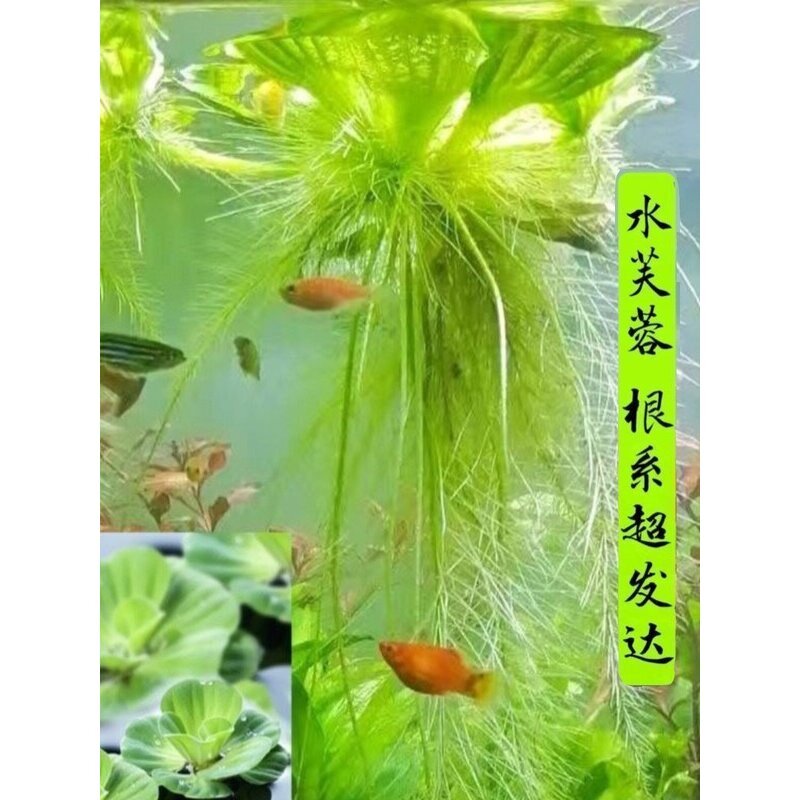 浮萍水草植物造景的养龟缸养鱼缸用品漂浮水芙蓉苗水葫芦包邮
