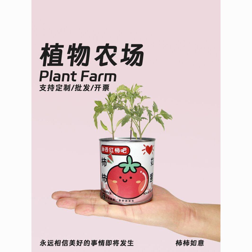 网红种植小盆栽桌面罐头植物