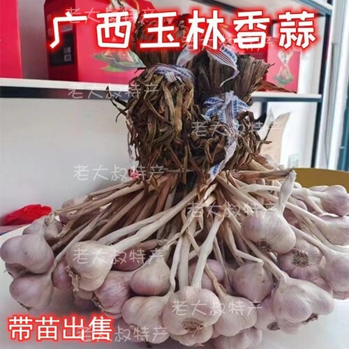 广西仁东香蒜干蒜硬叶蒜种子
