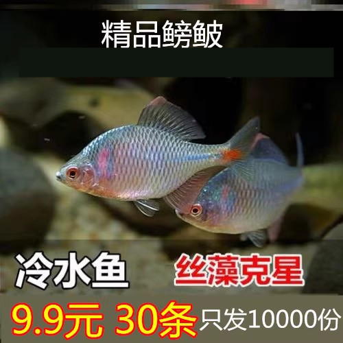 鳑鲏鱼旁皮鱼观赏鱼冷水鱼原生鱼七彩高体旁皮活体小型淡水鱼活