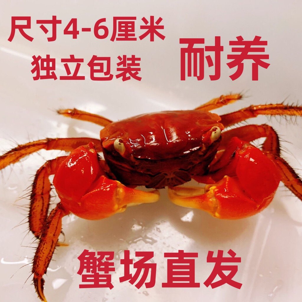 相手蟹淡水蟹观赏蟹宠物螃蟹发财蟹
