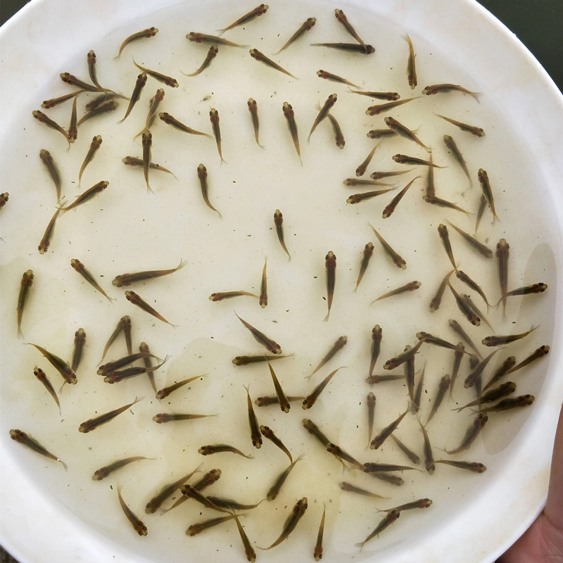 鲜活鱼麦穗鱼观赏鱼金银龙鱼吃的饲料鱼巴西龟鳄龟筏钓喂乌龟小鱼