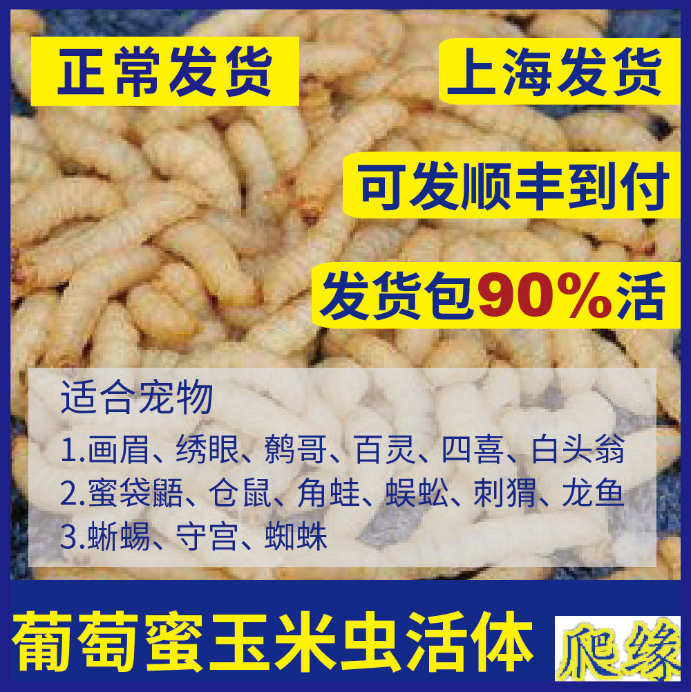 葡萄蜜玉米虫活体密虫大蜡螟幼体爬虫/鸣虫食物