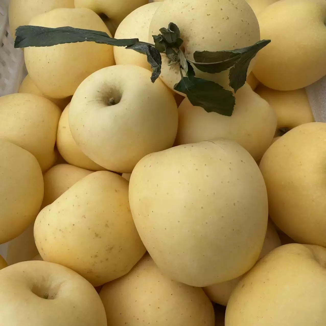 普通快递 2025年 维纳斯苹果大果  11个左右 纯甜无酸 普通包装