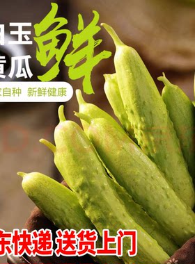 【老隋家白玉黄瓜发顺丰】海阳盐碱地种植 冰袋保鲜发货清脆可口