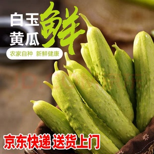 【老隋家白玉黄瓜发京东】海阳盐碱地种植 清脆可口 离海边5公里