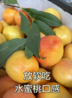 【老隋家黄金油桃】果王 大 甜 香 脆 放软吃水蜜桃口感