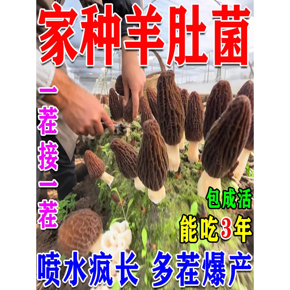 羊肚菌种子羊肚菌种植包羊肚菌菌种蘑菇种植包可食用儿童家庭自种图片