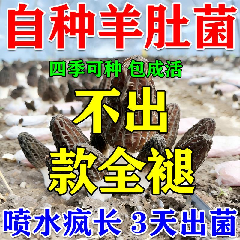 羊肚菌菌种包盆栽可食用蘑菇种植包室内外家庭自种野生食用菌包袋图片