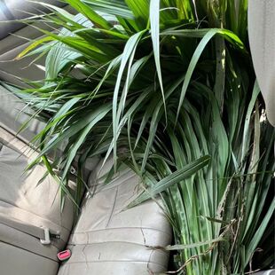 生物质秸秆树枝木材粉碎机 有机肥破碎设备 小型家用青饲料打浆机