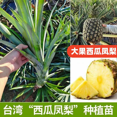 台湾大果凤梨金钻西瓜凤梨苗带果盆栽果树果苗南方种植盆栽水果苗