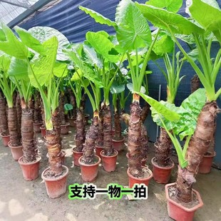 常青客厅书房大叶片绿植盆栽 滴水观音霸王芋大型海芋室内室外四季