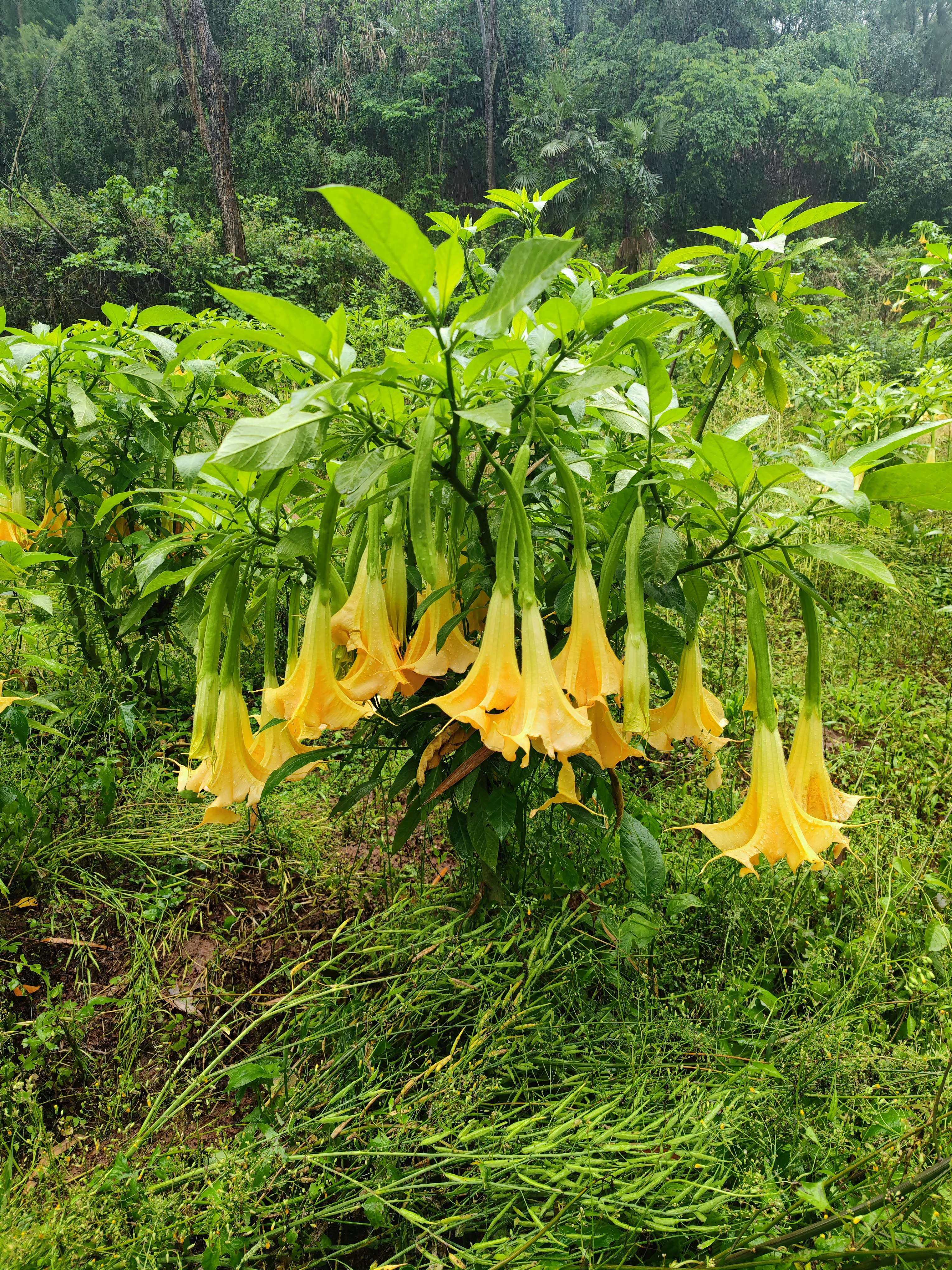 多色木本曼陀罗花吊钟花树苗盆栽大喇叭耐寒耐热多年生四季开花,鲜花速递/花卉仿真/绿植园艺,时令草本花卉,淘宝优惠券,粉丝福利购,淘宝优惠卷