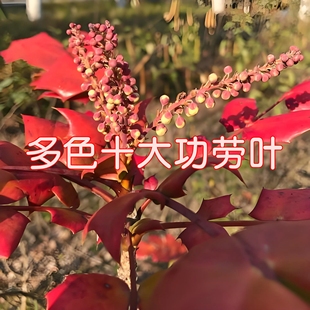 十大功劳红叶树苗土黄连变色绿化苗木清热中药材耐寒观叶植物红叶