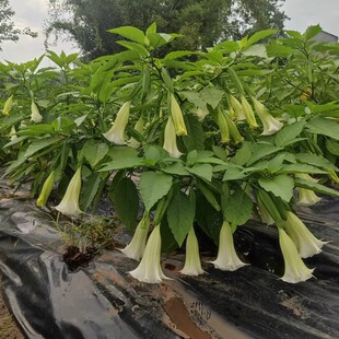 白粉黄色木本曼陀罗吊钟花树苗盆栽全年开花大喇叭耐寒耐热多年生