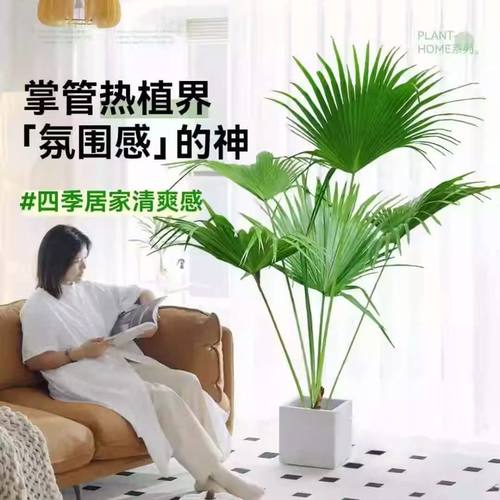 别墅绿植山棕棕竹盆栽耐寒耐旱植物室内外四季常青进化空气盆景