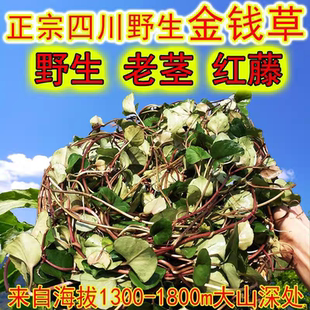 四川野生大叶金钱草中药材金钱草茶中草药干新鲜干净不熏硫500g