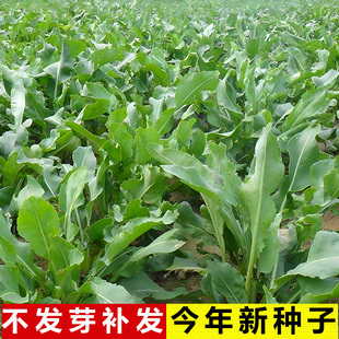 阳台盆栽食用中药材板蓝根种子苗大青叶菜种子家庭春夏秋菜心种籽