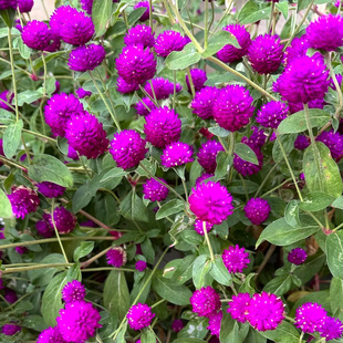 千日红种子红色火球花种籽孑阳台室内外盆栽开花易活花籽四季播种