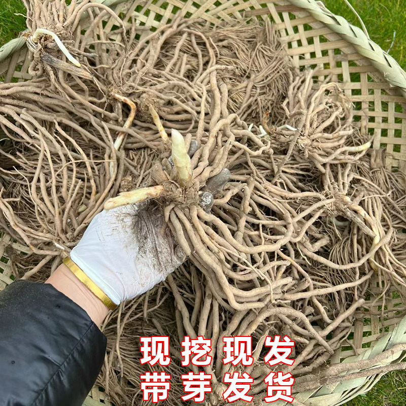 芦笋根苗四季盆栽嫩老根绿芦笋种子田园种植春秋阳台庭院蔬菜种籽