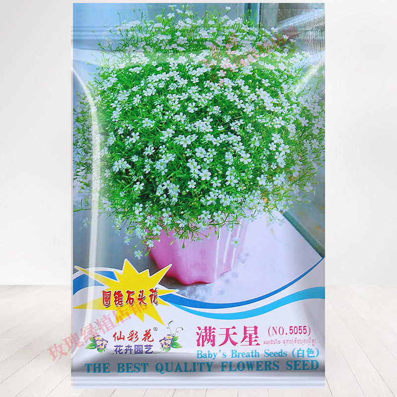 白色满天星种子庭院阳台白色迷你花种子四季室内盆栽植物种子图片