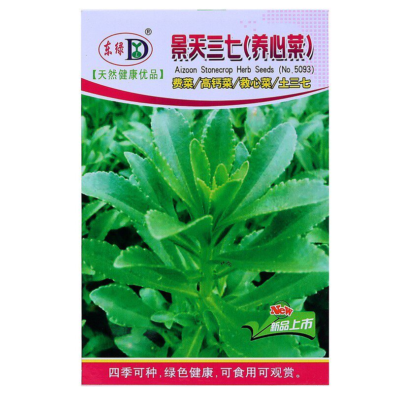 养心菜苗可食用植物三七草蚊虫高钙菜根苗费菜种子阳台庭院盆栽