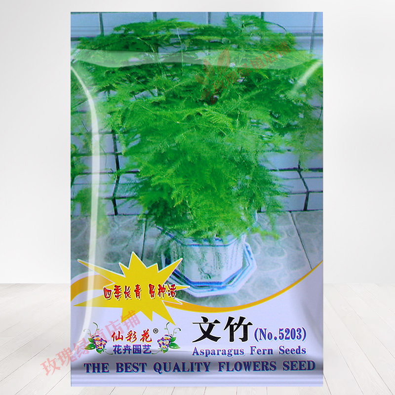 办公室桌面植物文竹种子云竹花籽家庭园艺种子