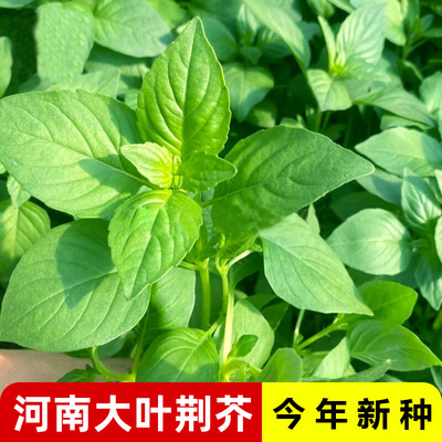 荆芥种子买2送1不发芽补发