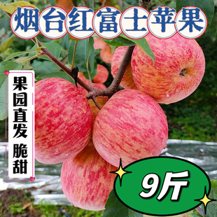 正宗烟台红富士苹果脆甜多汁产地直发当季 新鲜水果9斤