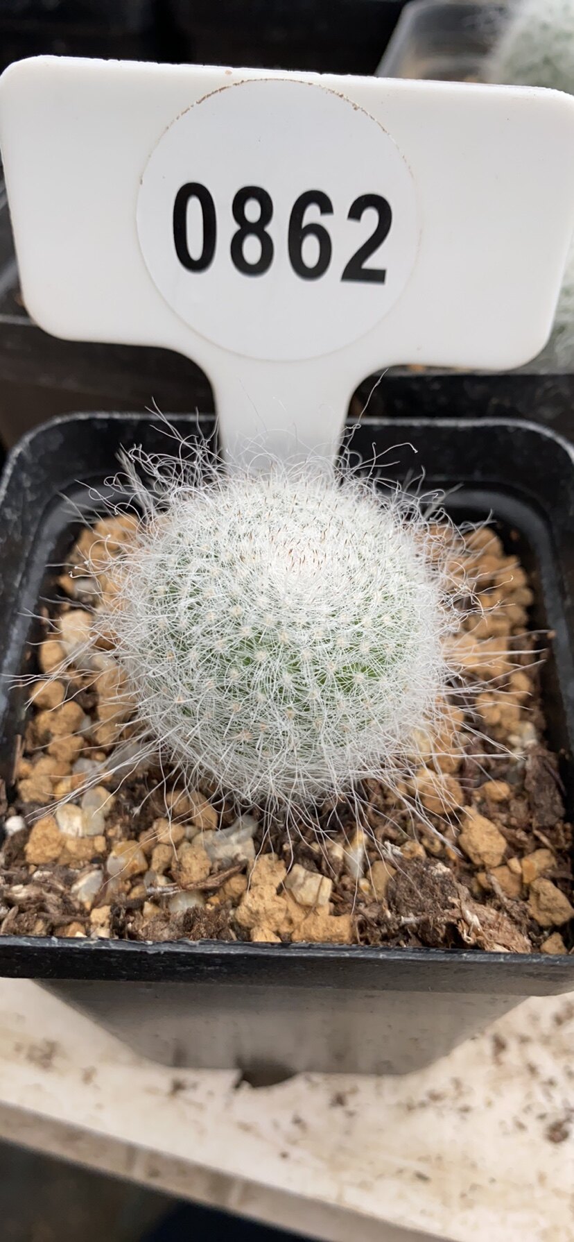 实生乳突属仙人球雪原玉翁白色软毛长毛美观趣味阳台一物一拍