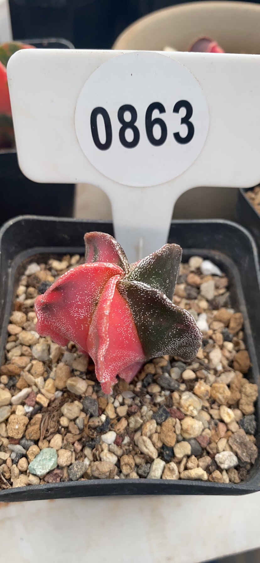 实生银沙鸾凤玉锦自然锦非药锦实物拍摄一物一拍