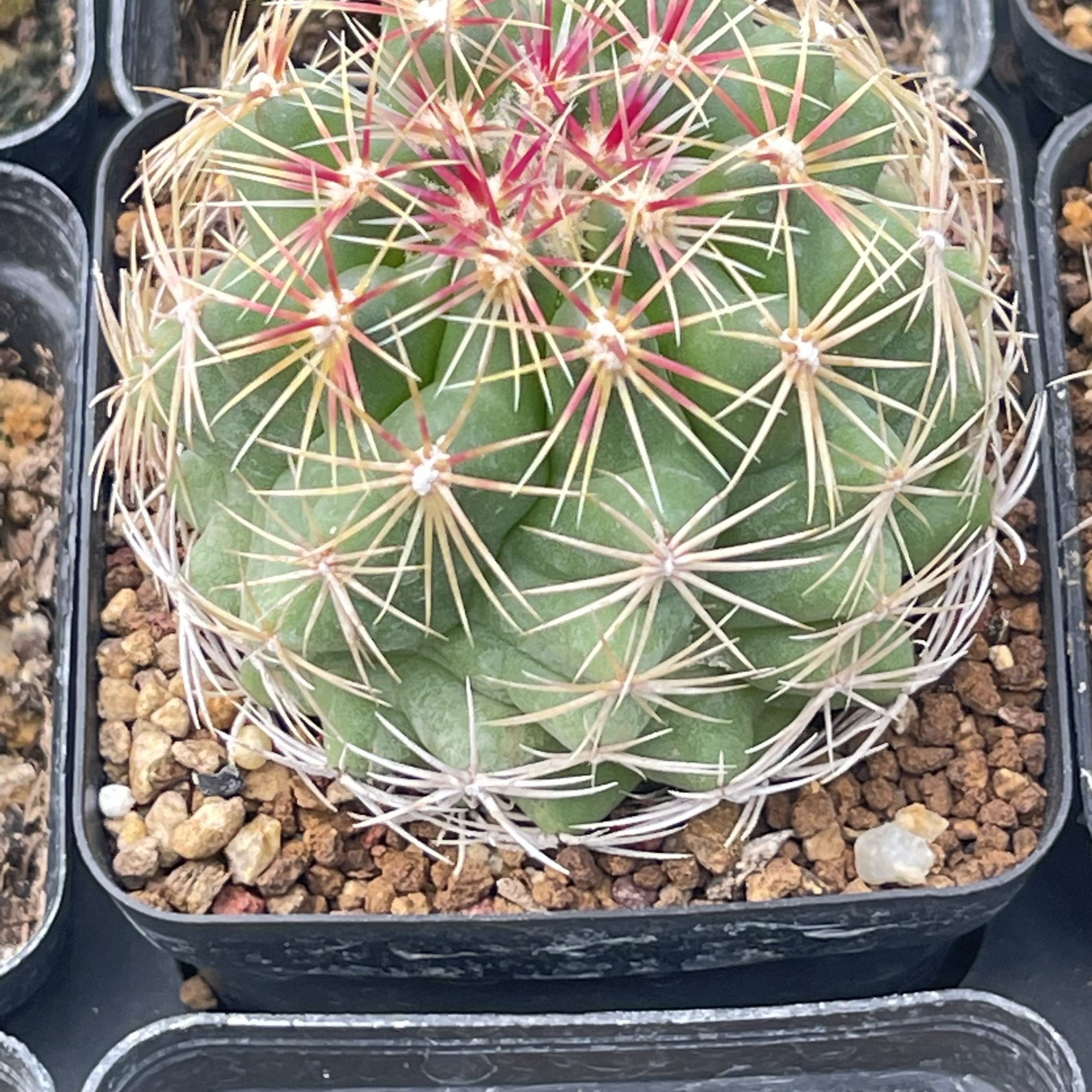 实生仙人球大统领多肉植物好养美观开紫花品相周正