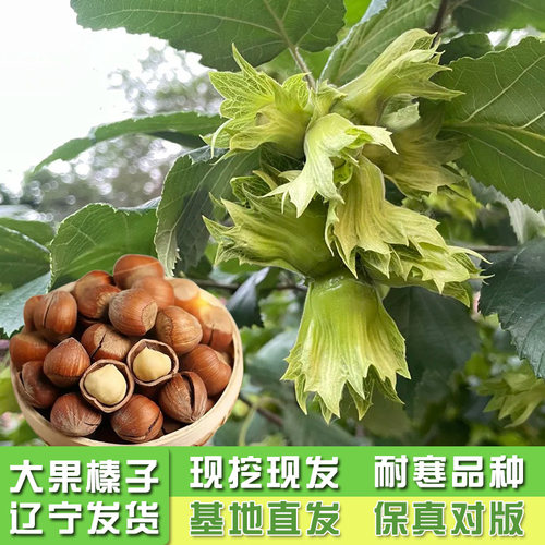 榛子树树苗美国大榛子苗树辽榛玉