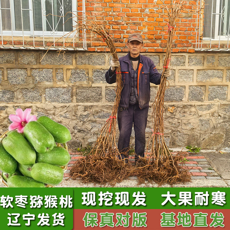 软枣猕猴桃苗果树苗盆栽圆枣狗枣子四季南北方圆枣子丹东龙成海佳