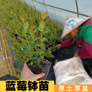 蓝莓苗l25蓝莓树果苗树苗盆栽南方北方耐寒种植果树优瑞卡f6苔藓