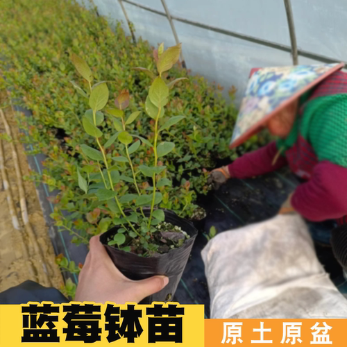 蓝莓苗l25蓝莓树盆栽南方北方