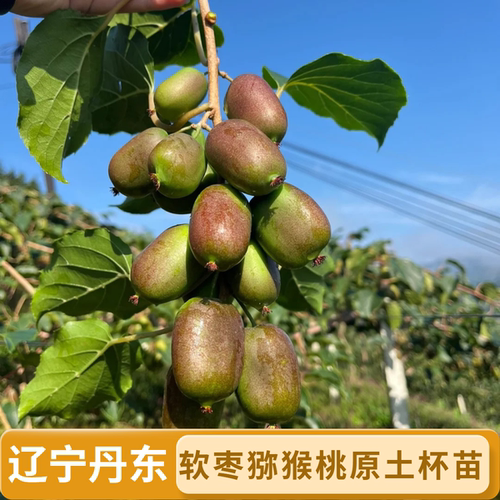 软枣猕猴桃苗丹东龙成2号圆枣