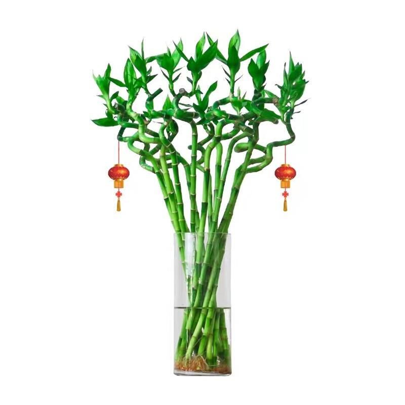 转运珠绿植弯竹带根水培富a贵竹开运竹办公室客厅室内植物