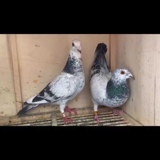 拍信鸽补差价邮费,不是鸽子