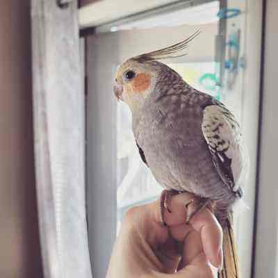 玄凤鹦鹉活鸟手养亲人会说话宠物雏鸟好养活原始灰黄化断奶小半毛
