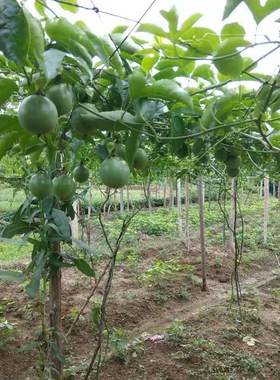 百香果搭架专用网 瓜果植物爬藤网 黄瓜大棚种植网10斤72.8元包邮