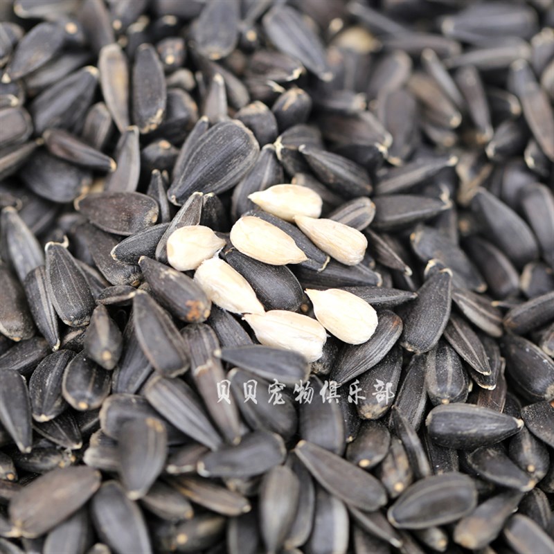 包邮生黑珍珠小瓜子葵花子油葵籽鹦鹉宠物鸟食仓鼠零食鸟粮料鸽粮
