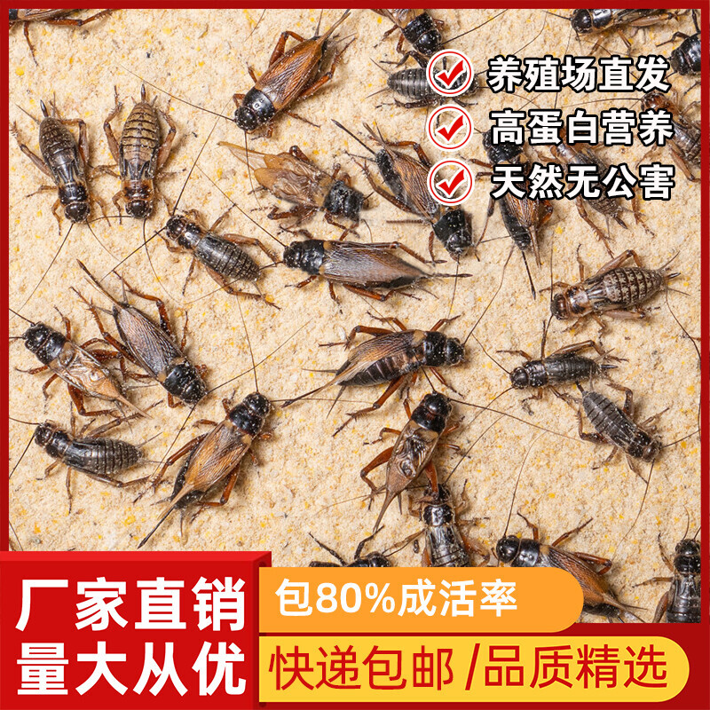 活体蟋蟀油葫芦活体饲料守宫蜥蜴睫角守宫蜘蛛瘤尾鸟口粮食物针头