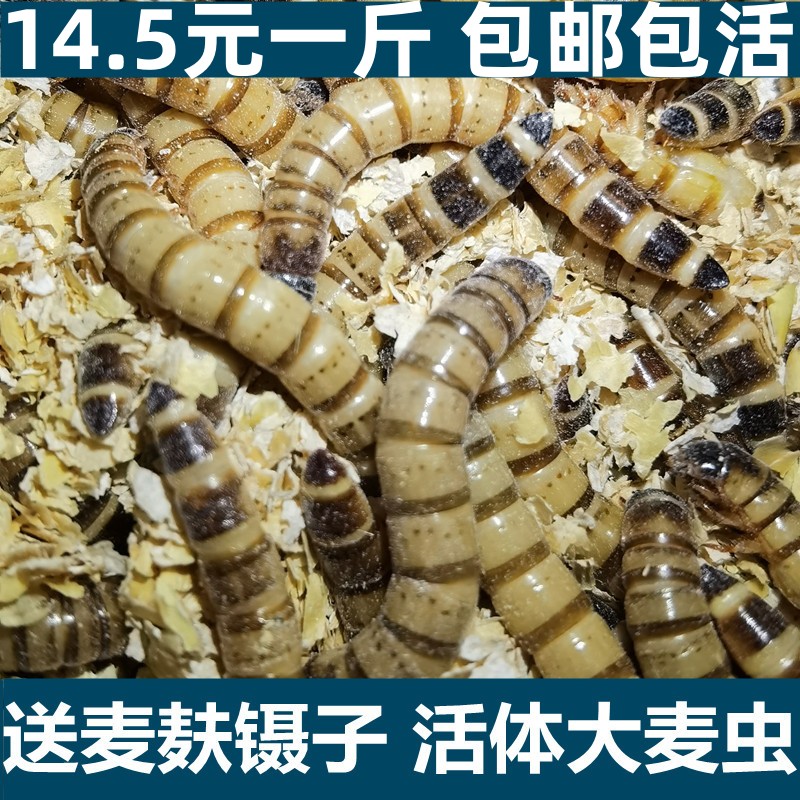 大麦虫包邮活虫鲜活面包虫黄粉虫金龙鱼饲料活体八哥画眉鸟食虫子