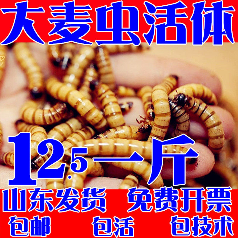 大麦虫活虫 鲜活 大麦虫金龙鱼八哥鸟蝎子蜥蜴钓鱼蛙类仓鼠等食物